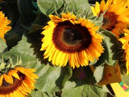 Herzlich WILLKOMMEN liebe 1. Klässler